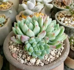The Art of Bonsai - How to Care for Blue Apple Succulent for a Full Pot? (Teach you to create a beautiful little forest of high-value succulents step by step)3