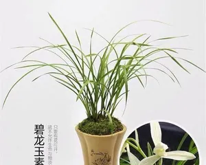 Teach you step by step from seedling selection to maintenance (teach you step by step from seedling selection to maintenance)