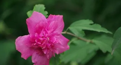 Cultivation Methods and Precautions for Small Hibiscus (Creating New Highlights in Your Garden, Learn the Care Tips for Small Hibiscus)