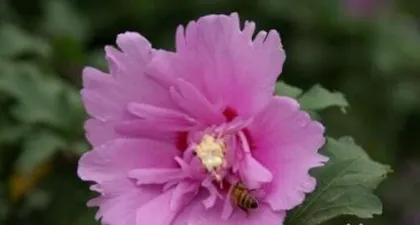 Cultivation Methods and Precautions for Hibiscus syriacus (Creating a New Highlight in Your Garden, Mastering the Art of Hibiscus syriacus Care) 2