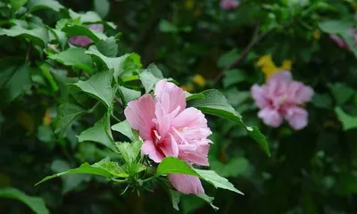 Cultivation Methods and Precautions for Hibiscus syriacus (Creating a New Highlight in Your Garden, Mastering the Art of Hibiscus syriacus Care) 3