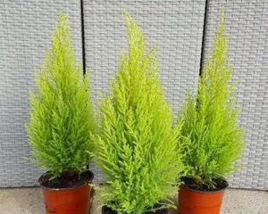 You can also grow pine and cypress trees at home to appreciate the beauty of nature (from site selection to maintenance, easily master 15 steps)