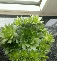 The Best Care Tips for Echeveria 'Lotos' (From Selection to Maintenance, Make Your Echeveria 'Lotos' the Star of Green Freshness in Your Home)