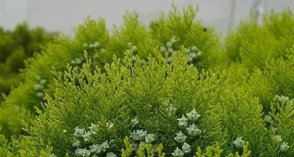 You can also plant pine and cypress trees at home, enjoy the beauty of nature (from site selection to maintenance, 15 steps to easily master) 2
