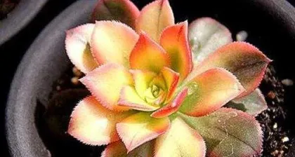 The Best Cultivation Techniques for Lotus Succulent (From Selection to Care, Making Your Lotus Succulent the Fresh and Green Star of Your Home) 2