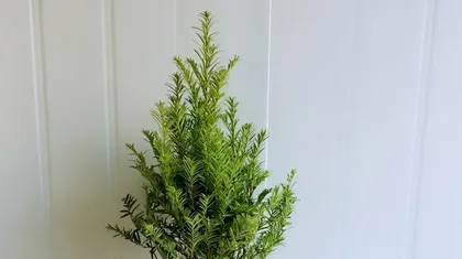 You can also plant pine and cypress trees at home, enjoy the beauty of nature (from site selection to maintenance, 15 steps to easily master) 3