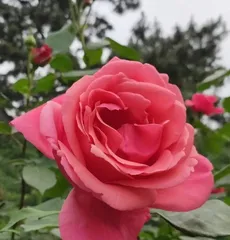 The Pros and Cons of Lotus宝石月季 (Exploring the Features and Shortcomings of Lotus宝石月季)