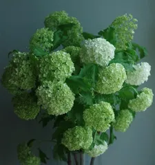 Bonsai Rose (Cultivation Methods, Care Tips, Beautiful Blooms)