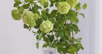 Potting Hydrangea paniculata