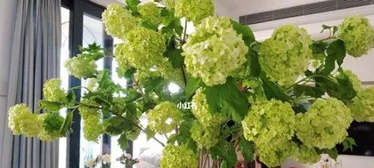 Potting Hydrangea paniculata