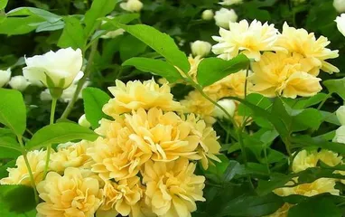Planting and Care of Muxiang Flowers (Creating a Fresh and Natural Home Environment) 2