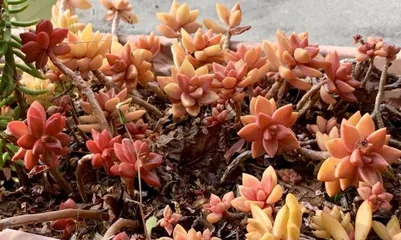Mingyue Care Guide – Make Your Mingyue Stems Thicker (From Soil to Fertilization, Teach You How to Scientifically Care for Mingyue)
