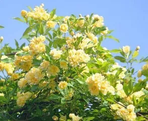 Planting and Care of Muxiang Flowers (Creating a Fresh and Natural Home Environment) 3