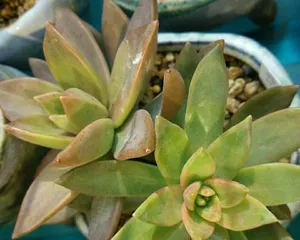 Mingyue Care Guide—How to Make Your Mingyue Stems Thicker (From Soil to Fertilization, Teaching You How to Care for Mingyue Scientifically) 3