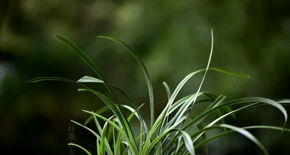 Methods and Precautions for Watering Orchids (Watering Orchids Correctly for Better Growth)