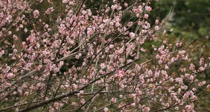 What kind of trees are suitable to plant in the twelfth month? (Seeking trees suitable for planting to make the ecology better)