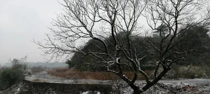 What trees are suitable for planting in the last lunar month? (Finding suitable trees to make the ecology better) 2