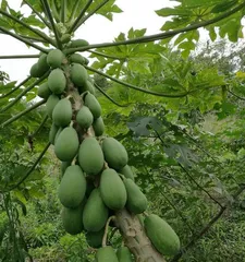What trees are suitable for planting in the last lunar month? (Finding suitable trees to make the ecology better) 3