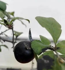 Potted Persimmon Care and Maintenance (Cultivation Techniques and Precautions for Potted Persimmons)