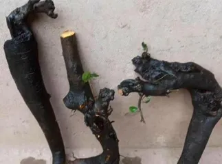 Potting and Care of Lao Ya Shi (Cultivation Techniques and Precautions for Lao Ya Shi) 2