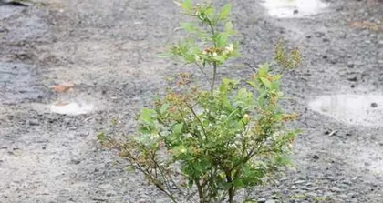 Key Points for Caring for Potted Blueberries (Easy or Difficult? Teach You to Grow Delicious Blueberry Fruits!)