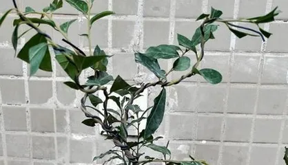 Potting and Care of Lao Ya Shi (Cultivation Techniques and Precautions for Lao Ya Shi) 3
