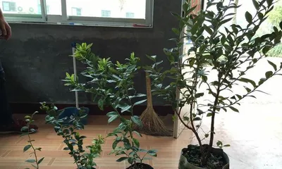 Key Care Points for Potted Blueberries (Easy or Difficult to Grow? Teach You How to Grow Delicious Blueberries!) 2