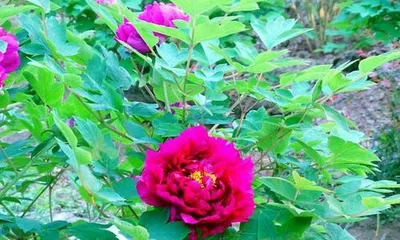 Post-Cutting Care Methods for Peony Flowers (Making Flowers More Beautiful and Long-Lasting)