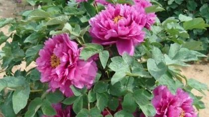 Post-blooming care methods for peonies (to make flowers more beautiful and long-lasting)2
