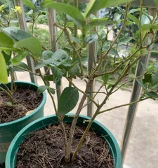 Key Care Points for Potted Blueberries (Easy or Difficult to Grow? Teach You How to Grow Delicious Blueberries!) 3