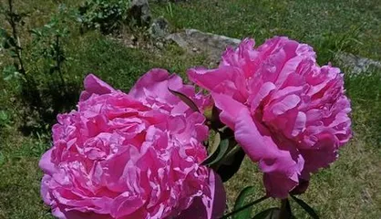 Post-blooming care methods for peonies (to make flowers more beautiful and long-lasting)3