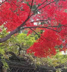 Can you plant Japanese maples in your home? (A comprehensive guide from variety selection to maintenance tips)