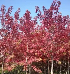 Can you grow a red maple tree at home? (A comprehensive guide from variety selection to care tips) 2