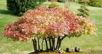 Can you grow a red maple tree at home? (A comprehensive guide from variety selection to care tips) 3
