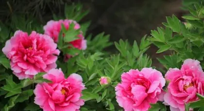 Characteristics and Care Tips for Peony and Hibiscus Blooming (How many times do they bloom in a year? How long is the blooming period? How to maintain them?)