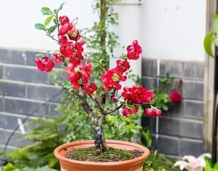 Flowering Characteristics and Care Tips for Peony Begonias (How Many Times a Year? How Long is the Flowering Period? How to Care for It?) 2