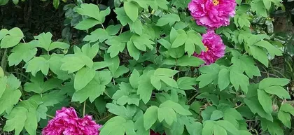 Flowering Characteristics and Care Tips for Peony Begonias (How Many Times a Year? How Long is the Flowering Period? How to Care for It?) 3
