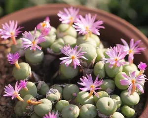 The Growing Method of Succulent Seeds (From Seed Selection, Sowing to Maintenance, Create Your Own Succulent Garden!)