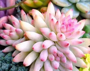 How to Plant Succulent Flower Seeds (From Seed Selection, Sowing to Care, Create Your Own Succulent Garden!) 2