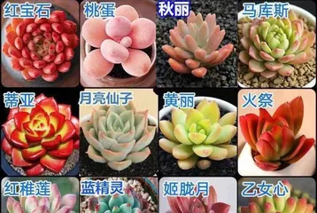 How to Plant Succulent Flower Seeds (From Seed Selection, Sowing to Care, Create Your Own Succulent Garden!) 3