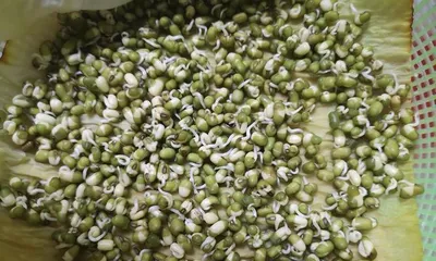 The growth environment and conditions for growing bean sprouts (exploring the growth habits and care techniques of bean sprouts)