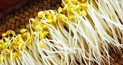 Bean Sprout Growing Environment and Conditions (Exploring the Growth Habits and Care Techniques of Bean Sprouts) 3