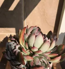 How to Successfully Care for Hoya Carnosa 'Krimson Princess' to Flower Pots？（Master the Care Methods to Create Beautiful Potted Plants）