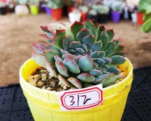 How to Successfully Care for Hoya carnosa to Burst into Bloom? (Mastering Care Methods to Create Beautiful Potted Plants) 2