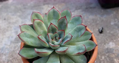 How to Successfully Care for Hoya carnosa to Burst into Bloom? (Mastering Care Methods to Create Beautiful Potted Plants) 3