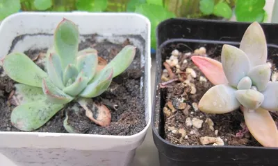 The leaves of succulents are soft and drooping. How to save them? (Cause analysis and practical methods, scientific care of succulent plants)