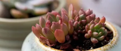 多肉叶子发软下垂,如何救活?(原因分析与实用方法,科学养护多肉植物)2