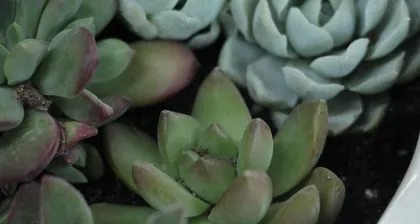 多肉叶子发软下垂,如何救活?(原因分析与实用方法,科学养护多肉植物)3