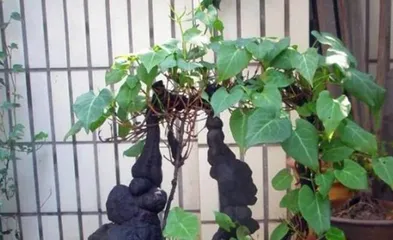 The Care Methods for Polygonum multiflorum Bonsai (Creating Beautiful Polygonum multiflorum Bonsai Starts with Care)