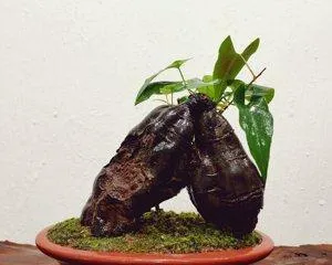 Maintenance Methods for Polygonum Multiflorum Bonsai (Creating a Beautiful Bonsai Starts with Maintenance) 2